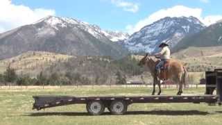 MISS WAPITI, Hip 10,  consigned to Jake Clarks Mule Days