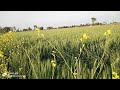Akbar19 And Abdul Satar Date 02 03 2023 HYBELABELS Avenged Sevenfold Nobody Official Video