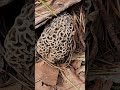 Morrell Hunting Mushroom Nature Ohio Wildlife Plants Fungus