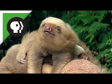 Two Fingered Sloth