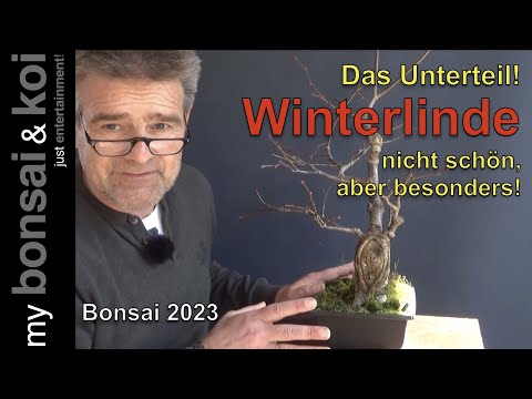 Bonsai 2023-28 - Winterlinde - das Unterteil - nicht schön, aber besonders!