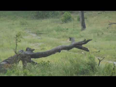 Djuma: Enjoy the sights and sounds of the falling rain in Djuma - 07:11 - 02/05/19