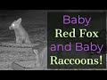 An Adorable Baby Fox and Baby Raccoons Visit the CritterVision Backyard!
