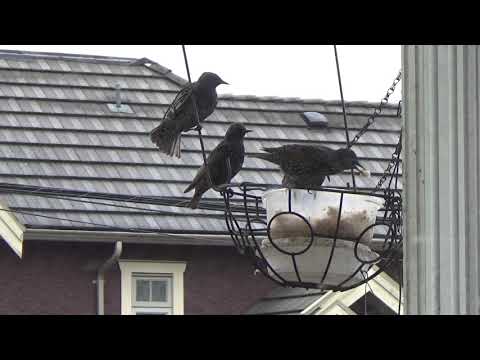 My home-made bird feeder