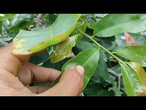 bon phân gì mà mỗi mắt lá mỗi nụ kim