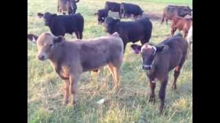 Cow Munching Grass & Colorful Baby Moo Cows Mooing: Cow for Kids #3