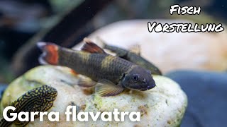 Prachtalgenfresser - Garra flavatra | Liquid Nature Fisch Vorstellung