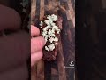 Blue Cheese Crumbles & NY Steak #steak #newyork #bbq