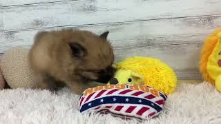 ハーフ犬の動画01