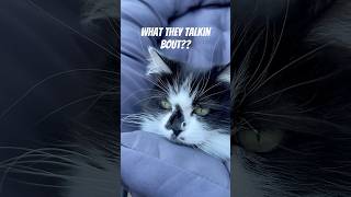 ✨ She Talkin Bout Nothin 🐾 🐱🎶 #cat #kendricklamar #trending #viralshorts