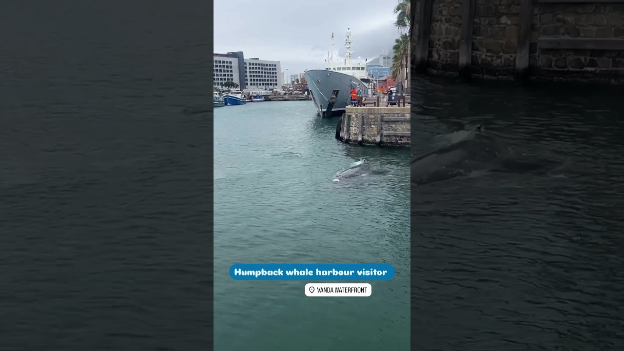 Whale swimming through V&A Waterfont - Cape Town