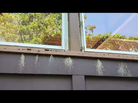 Carpenter Bees Destroying Wooden Porch in Lincroft, NJ