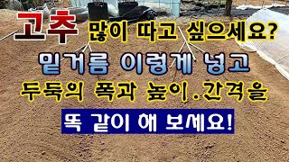 [텃밭농부 539]  고추를 많이 따고 싶으세요?  밑거름 이렇게 넣고, 두둑도 이렇게 만들어 보세요! .#…