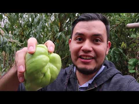 Growing Chayotes in Cold Climates: Zone 7a Northern VA. Guisquiles en Estados Unidos