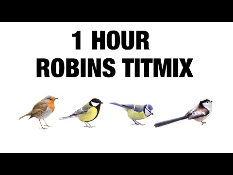 1 Hour Birdsounds | Great tit / Blue tit / Long-Tailed tit / European Robin | Tit Mix