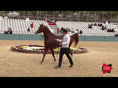 N.210 ASBAH - Asharqia Classic 2018