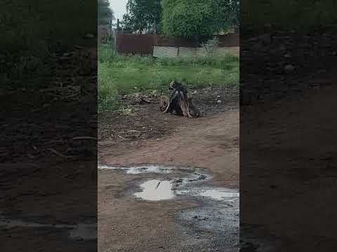 kutte ke bacche Kaise Paye Rahima