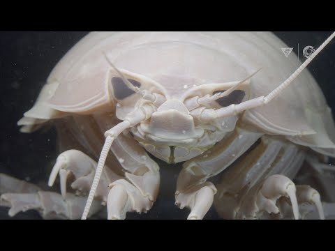 We asked the Monterey Bay Aquarium: What are your top 10 deep-sea animals?