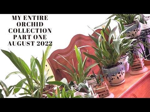 My Entire Orchid Collection Part 1 of looking at my entire collection of orchids