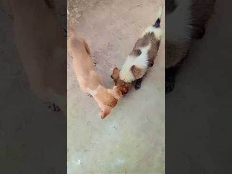 we are coming😜😜##shorts###funny######youtube