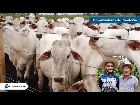 Pecuária de Rondônia que garante alto rendimento | Noticiário Tortuga