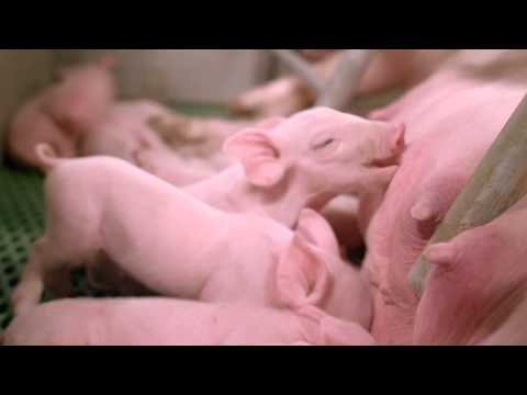 Biggenhandelaar | VAEX Varkens- en Veehandel B.V.