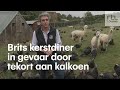 Groot tekort aan kerstkalkoenen in Engeland door brexit