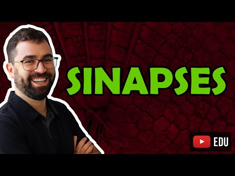 Synapses - Class 18 - Module VII: Human Histology and Physiology | Prof. Gui