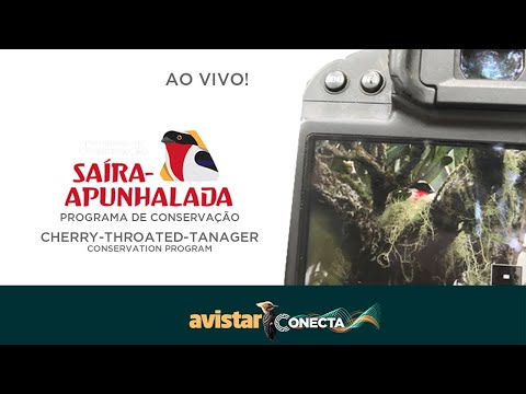 Programa de conservação da saíra-apunhalada