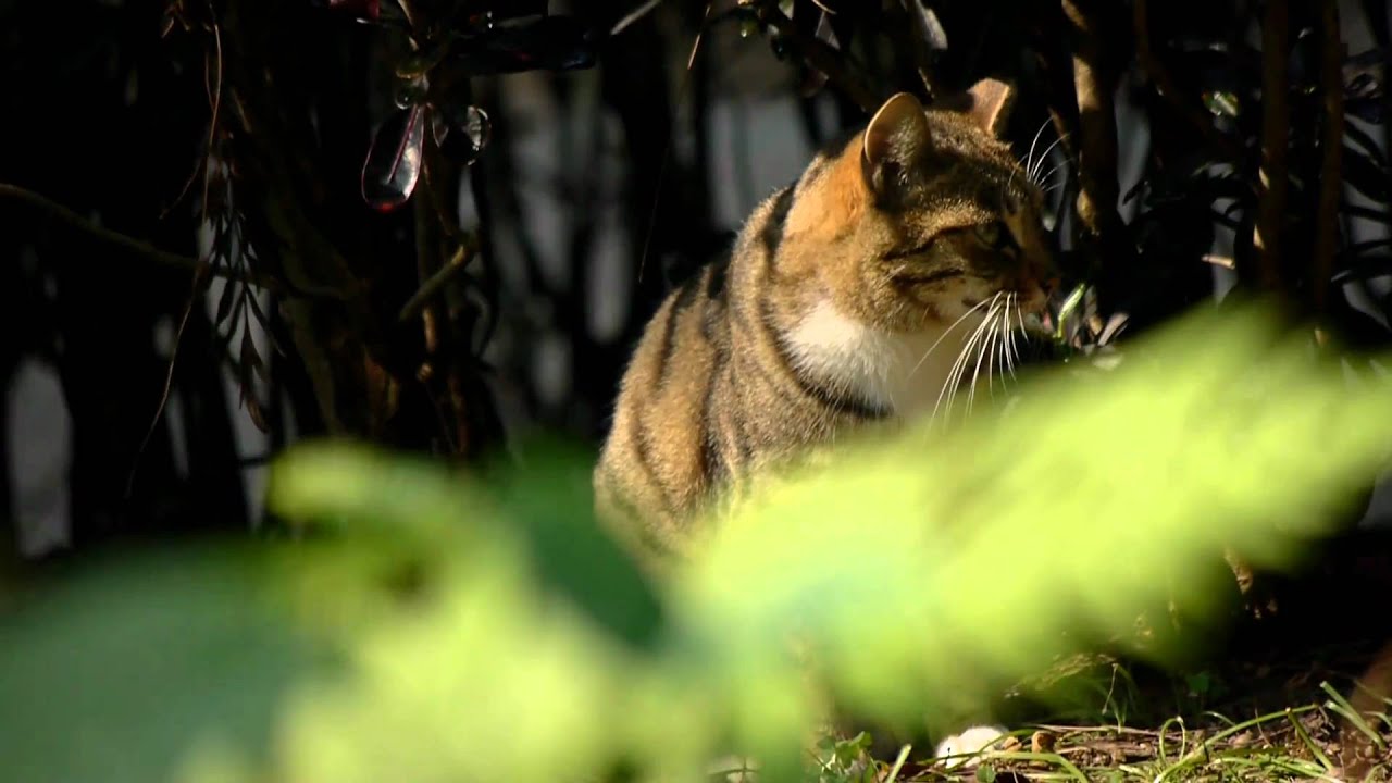 Объектив Panasonic Lumix G Vario 100-300mm f/4-5.6