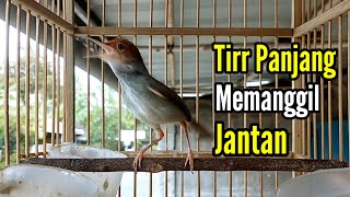 Download lagu PRENJAK BETINA [ PRENJAK BETINA Ngetirr Panjang Suara Jernih, Cocok Buat MASTERAN ] mp3