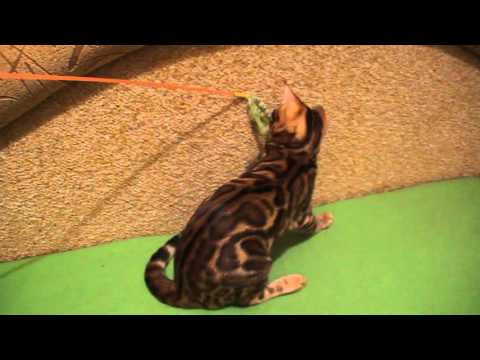 Бенгальские котята из "ASHIMA CATS"