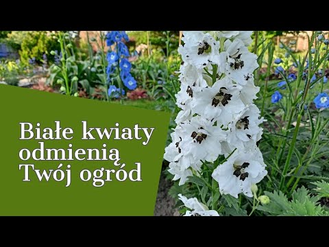 BIAŁE KWIATY ODMIENIĄ TWÓJ OGRÓD 🌼🌼🌼CUDOWNE WIDOKI
