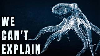 We Were Wrong About Octopuses: They Are Aliens