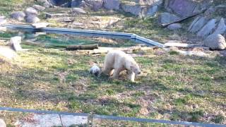 Première sortie de Nanuq, l'ourson polaire du zoo de Mulhouse