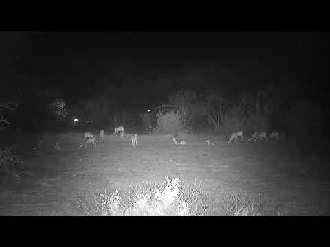 Djuma: Impalas resting in the open area during the windy night - 18:35 - 09/15/21