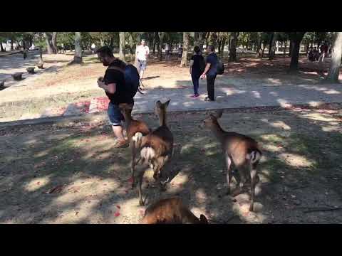 Nara Deer