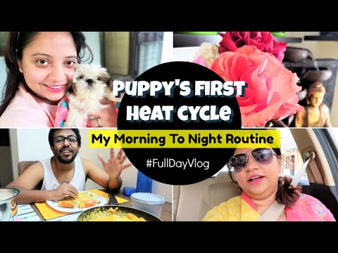 What To Expect With Dogs Heat Cycle | My Morning to Night Vlog | Phir Se Ki Shopping Video