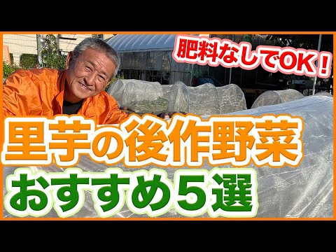 温室で育てるのに最適な野菜5選 トピックス