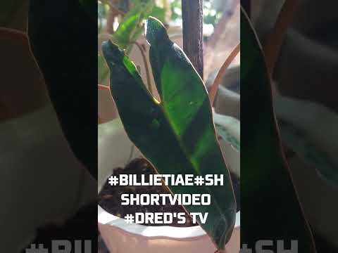 #My 1year old bellietiae #dred's tv