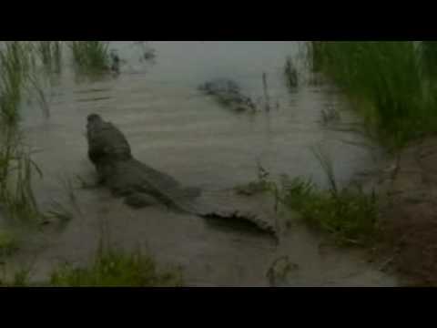 kroki Benno komentar.wmv