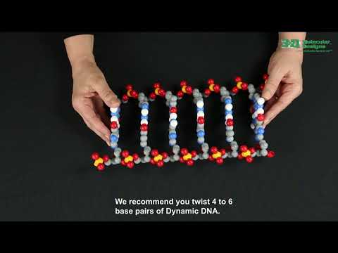 Dynamic DNA - Base Pairing and Twisitng DNA