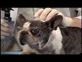 Sesame Street Willam Wegman Dogs Doctor S Office