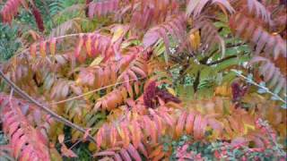 Fred McDowell Where were you when the rooster crowded 'fore day