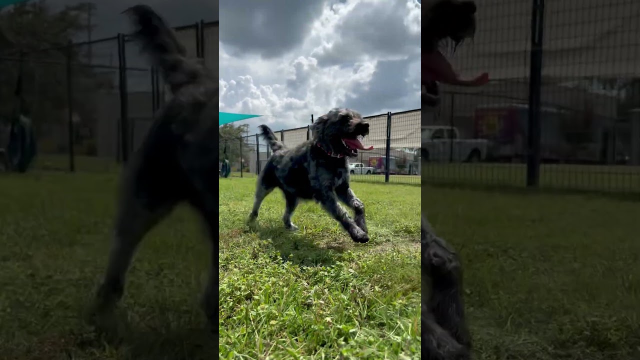 Enlarge Mia, an adoptable Terrier in Winter Haven, FL video 6/6