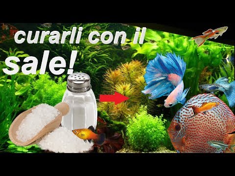 Azione di un prazikvantel su helminths Il sangue su un anticorpo lyambliya - è positivo