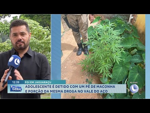 Foi em Jaguaraçu: adolescente é detido com um pé de maconha e porção da mesma droga no Vale do Aço.