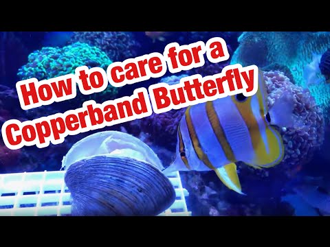 download lagu mp3 mp4 Copperband Butterfly Fish Food, download lagu Copperband Butterfly Fish Food gratis, unduh video klip Copperband Butterfly Fish Food