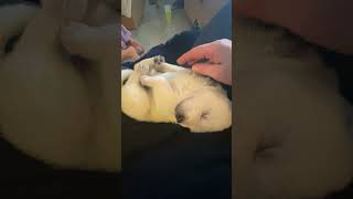 Shepherd Husky Puppies Videos