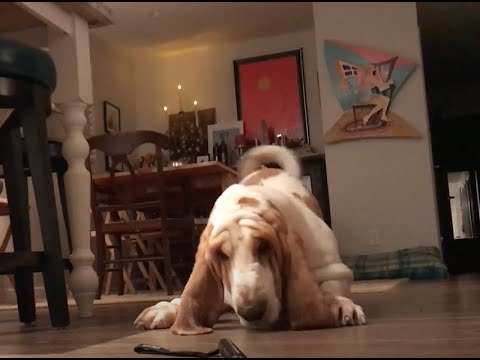 My Basset Hound dog Vincent playing with the GoPro.
